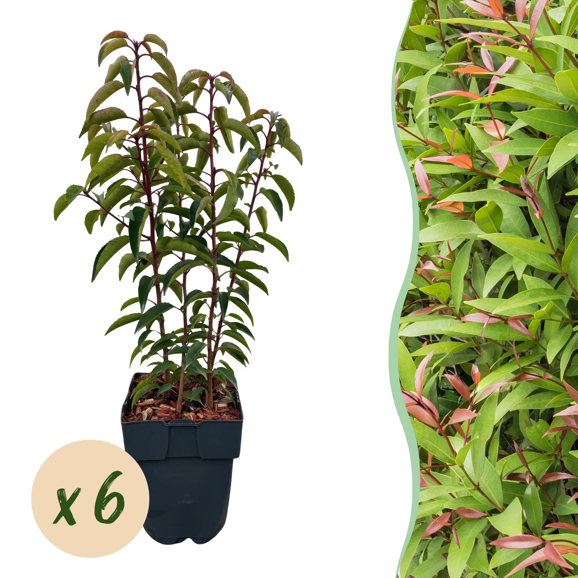 Green boutiQ - Heckenpflanzen - Prunus lusitanica Angustifolia - grünes Laub - 6 Pflanzen - 1 laufender Meter - immergrün - Topf 17cm Höhe 50cm