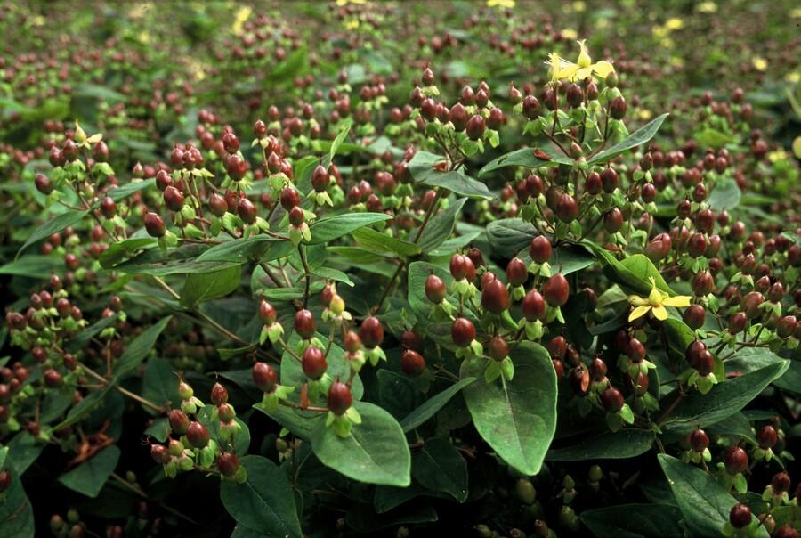 24x Hypericum inodorum - ↕10-25cm - Ø9cm