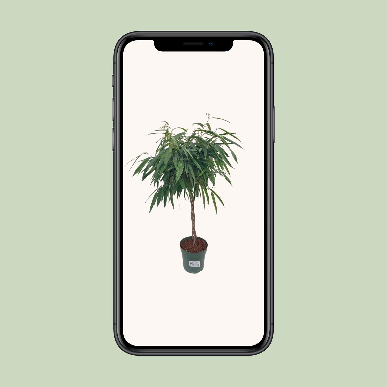 Ficus Mahori / Alii Tressé - Ø27cm - ↕110cm