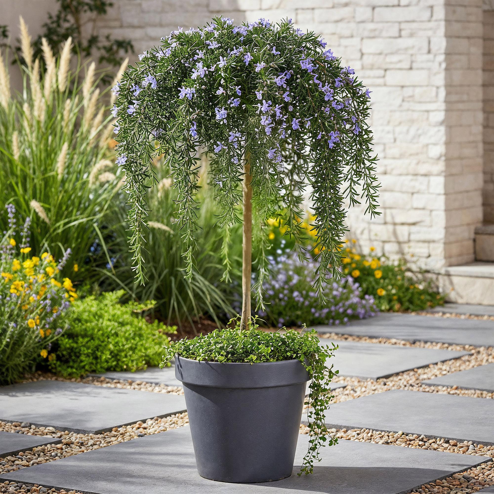 Rosmarinus officinalis Prostratus - Terras Plant - Bladhoudend - Winterhard -Paarse Bloem - Pot 19cm Hoogte 90cm