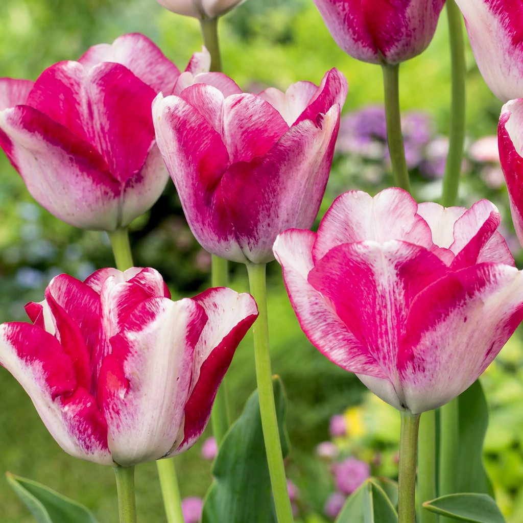 12x Tulipa Mata Hari - Bloembollen - Mata Hari tulp - Roze en Wit - Voorjaarsbloeier - Bolmaat 11/12