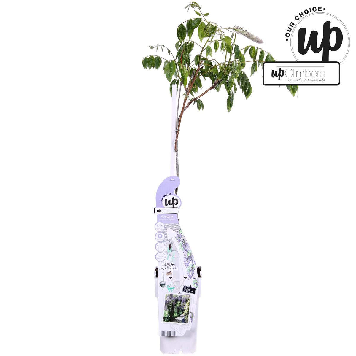 Glicina sinensis Caroline - Purple Rain - Ø15cm - ↕65cm