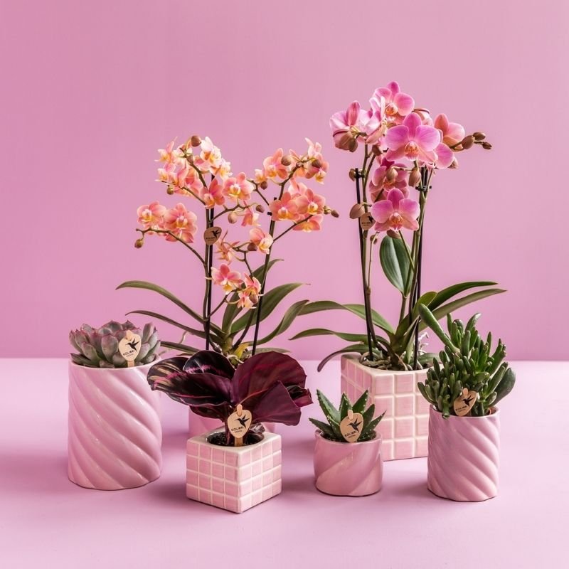 Kolibri Greens | Calathea Dottie - Ø6cm