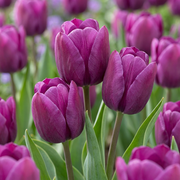 30 bulbes de tulipe Triumph violette - Tulipe Triumph - Violette - Floraison printanière - Calibre 11/12