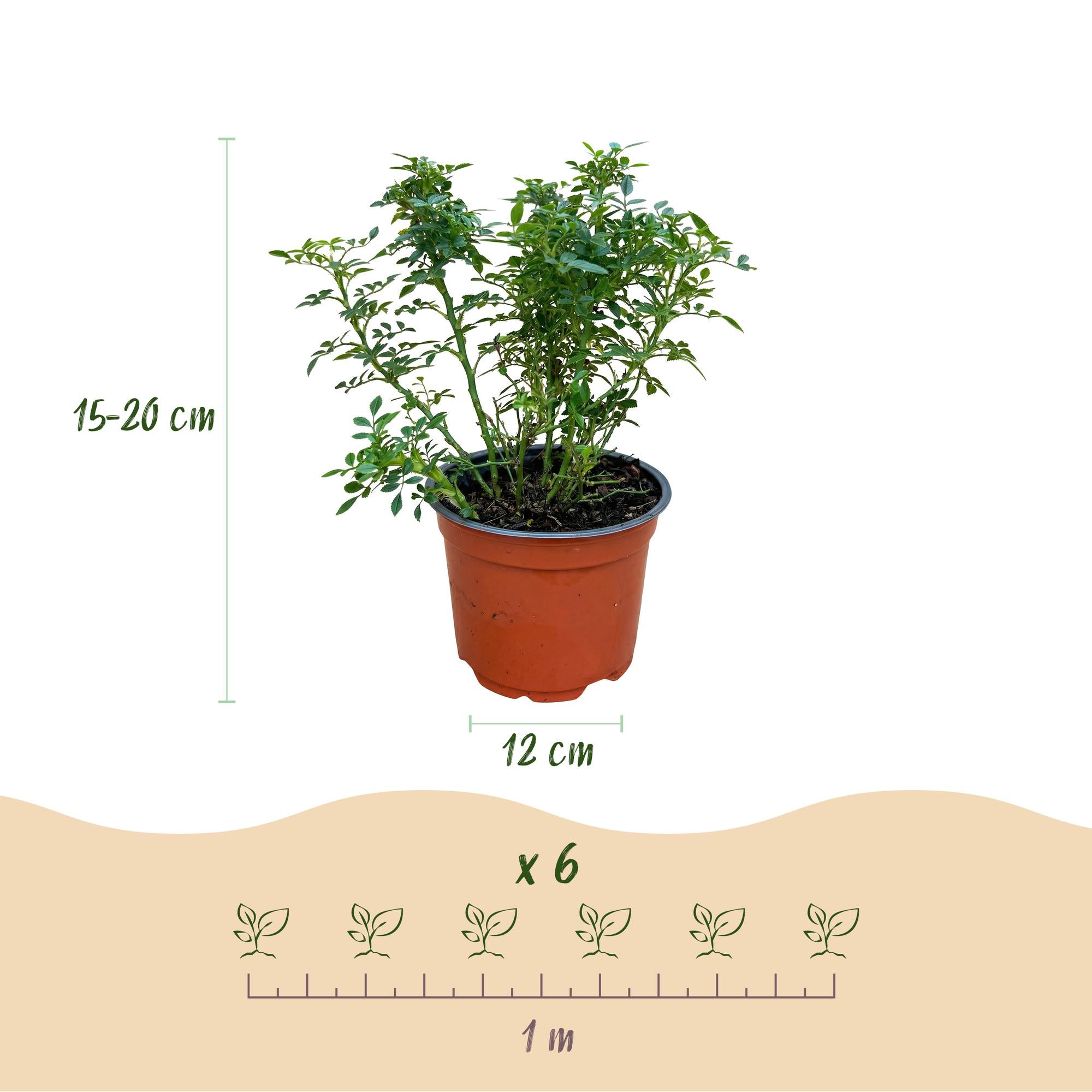 Rosa Cutie Pie - Roos - Winterhard - Roze - 3 Planten - Pot 12cm - Hoogte Hoogte 20-25cm