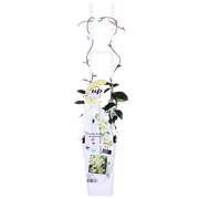 2x - Trachelospermum 'Estrella de Toscana' - ↨65cm - Ø15