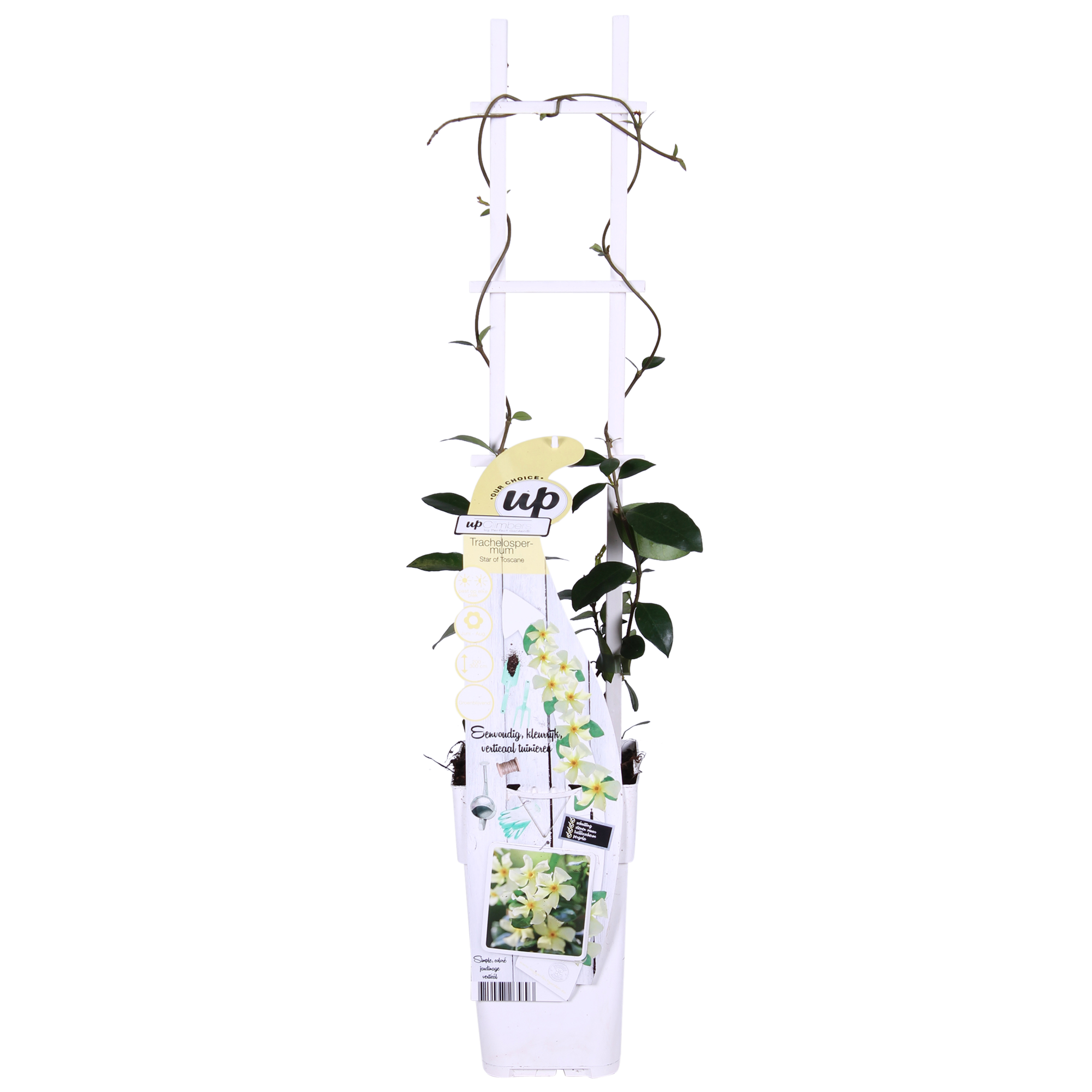 2x - Trachelospermum 'Estrella de Toscana' - ↨65cm - Ø15