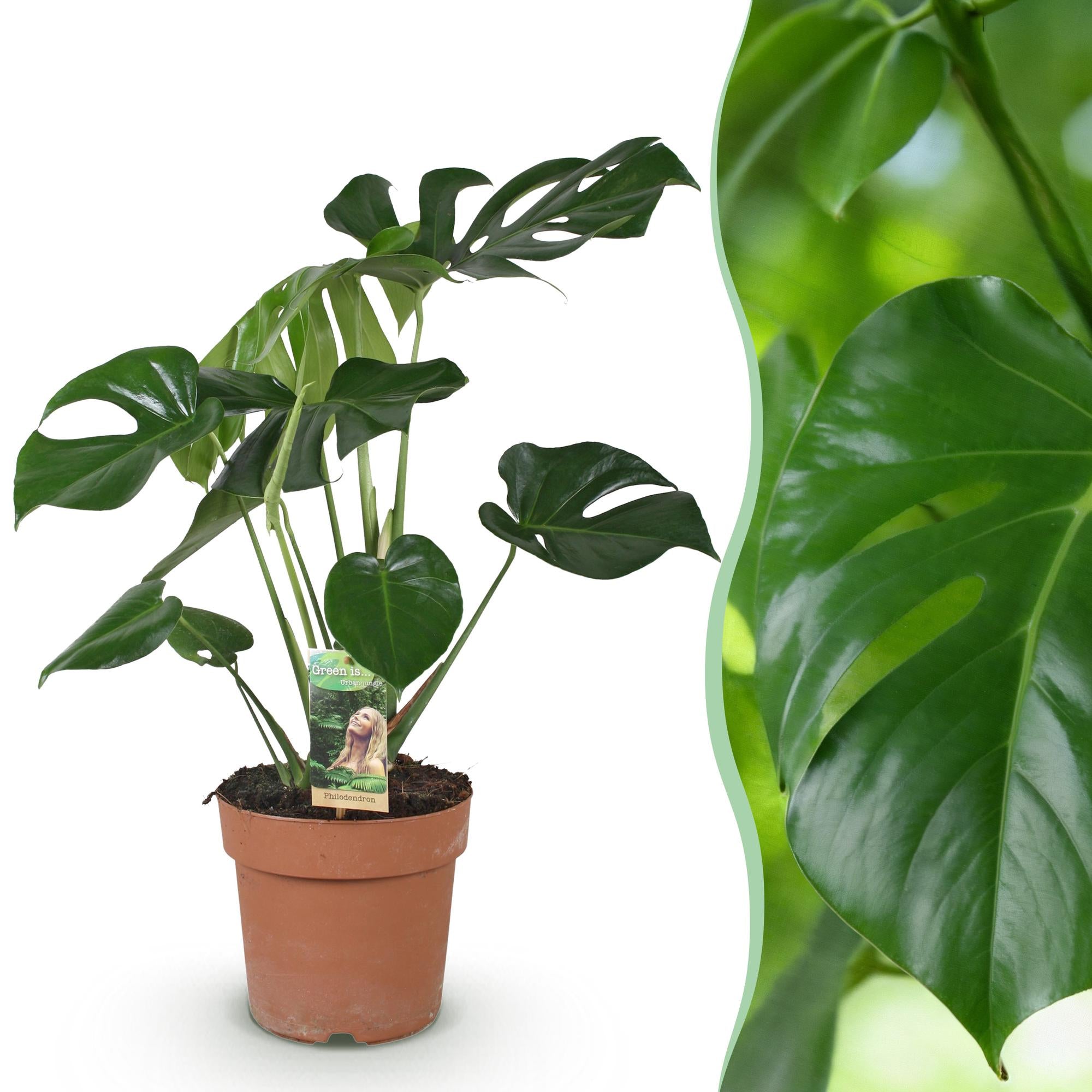 Monstera Deliciosa - Gatenplant - Pot 21cm - Hoogte 70-80cm