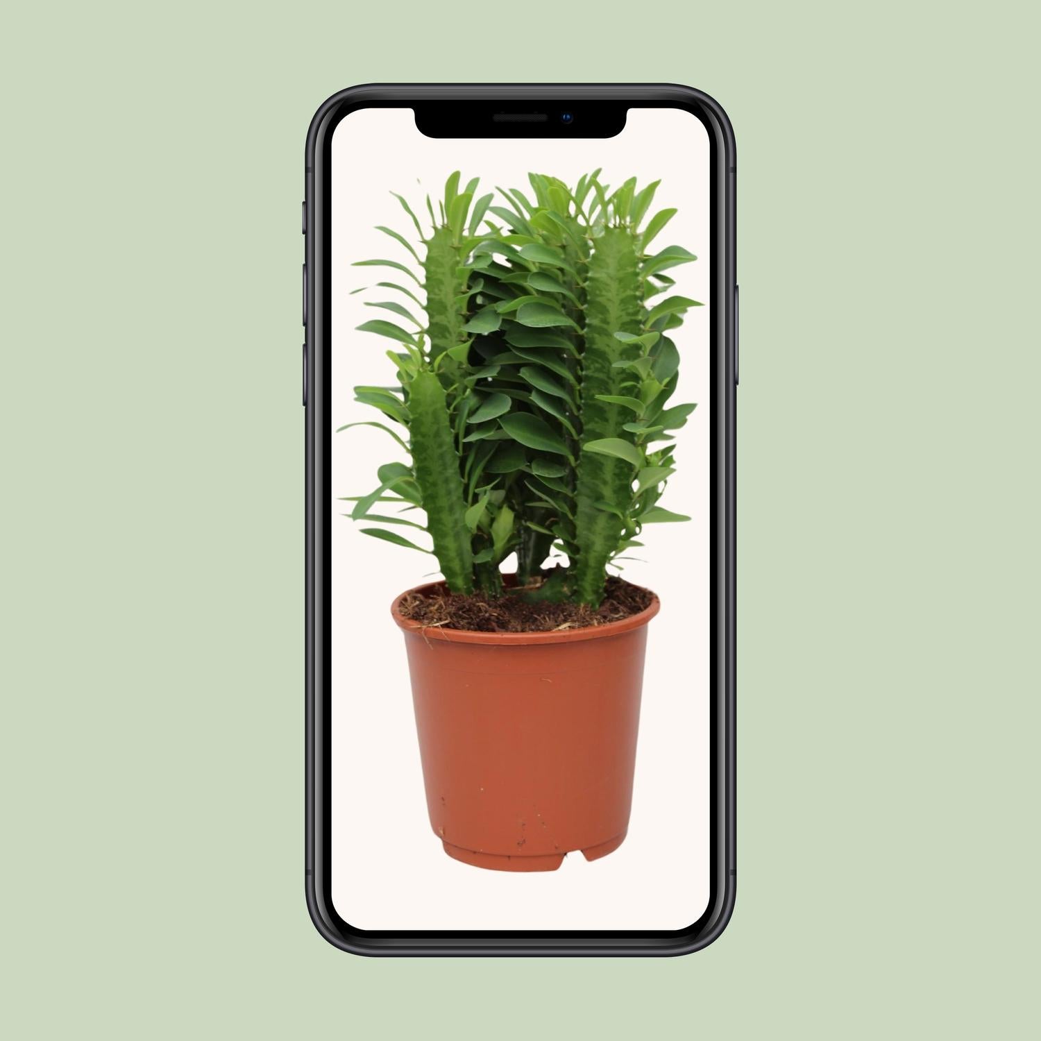 Euphorbe Trigona - Ø12cm - ↕40cm