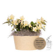 Kolibri Orchids | Gele Jungle Bouquet Botanic Yellow in Reed Basket