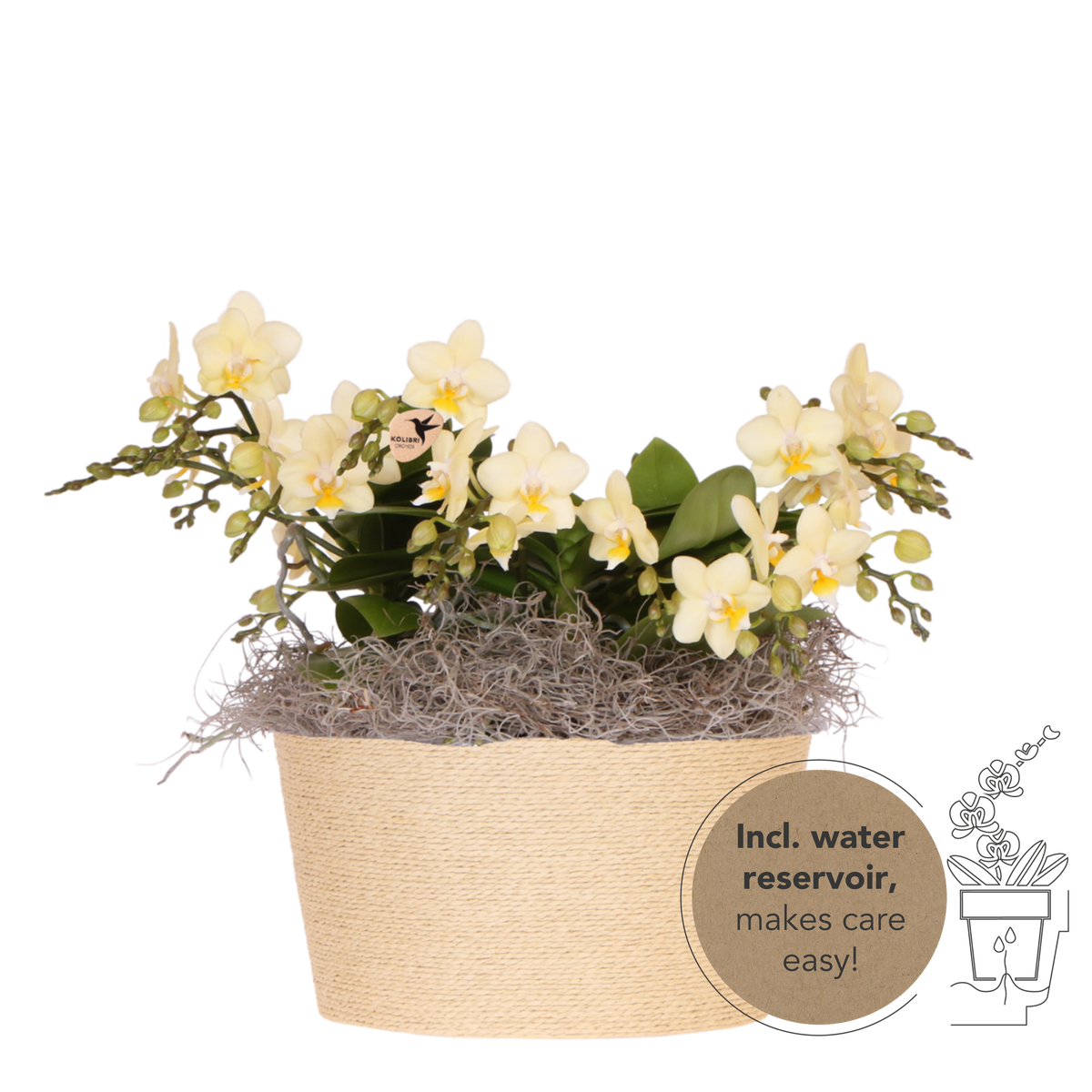 Kolibri Orchids | Gele Jungle Bouquet Botanic Yellow in Reed Basket