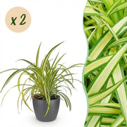 Chlorophytum comosum Variegatum - Bonte Graslelie - 2 Planten - met Potter Grijs - Pot 12cm - Hoogte 20cm