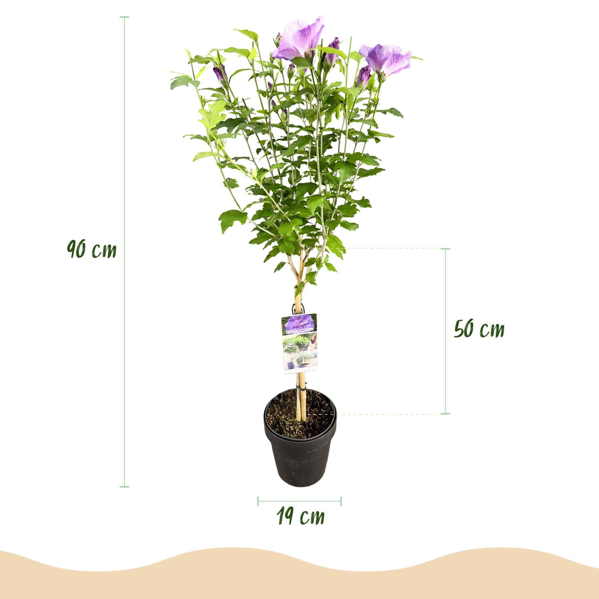 Green boutiQ - Pianta su stelo - Hibiscus syriacus Lavendor Chiffon® - Pianta da patio - Decidua - Resistente all'inverno - Fiore viola - Vaso 19 cm Altezza 90 cm