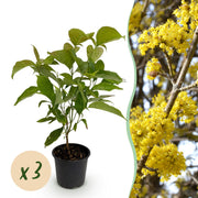 Cornus mas - Bloem Geel - 3 Planten - Bladverliezend - Weinig Onderhoud - Pot 12cm Hoogte 35cm
