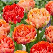 48 bulbi di Tulipa Gudoshnik a fiore doppio - Tulipano a fiore doppio Gudoshnik - Varie - Fioritura primaverile - Dimensione bulbo 11/12