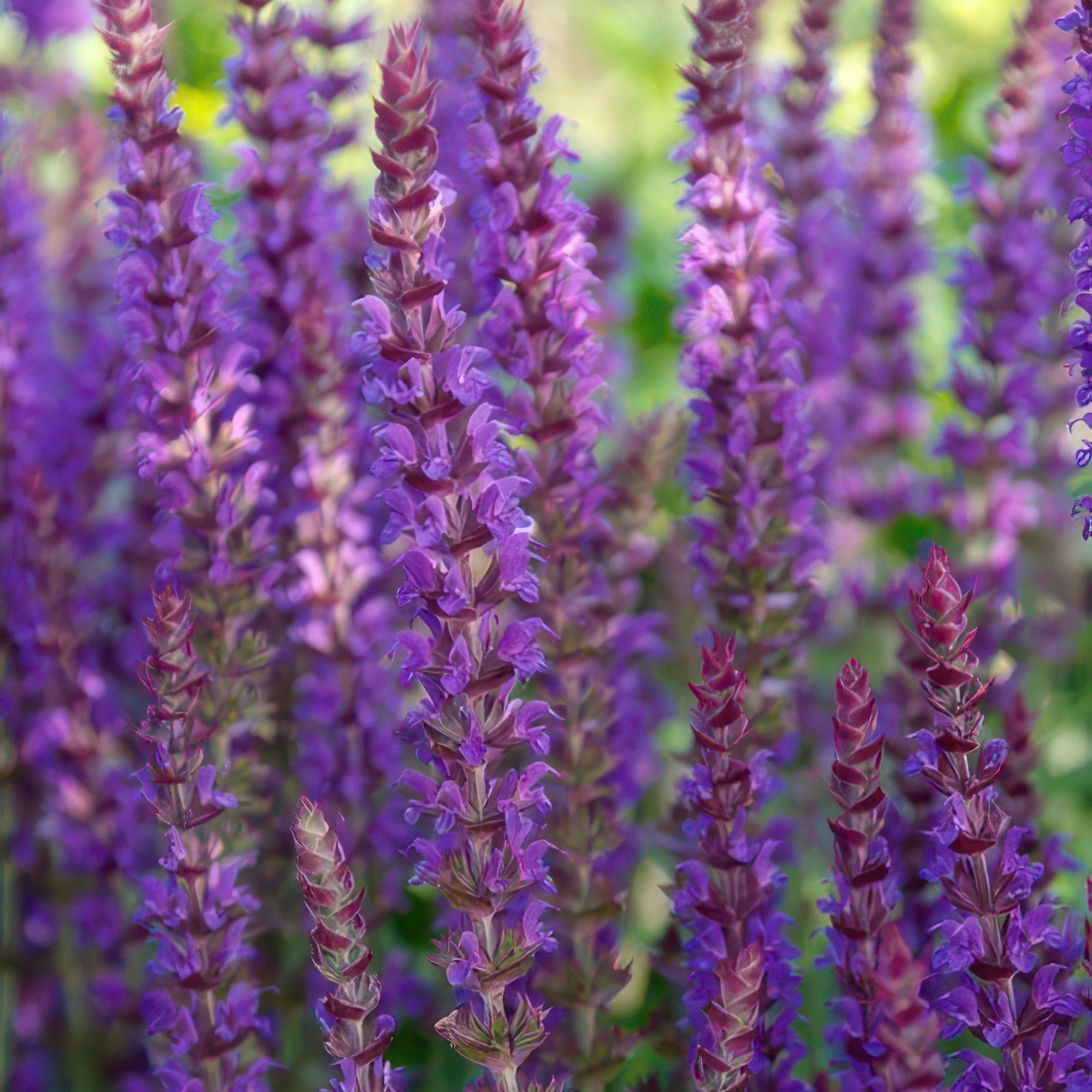 24x Salvia nem. 'Ostfriesland' - ↕10-25cm - Ø9cm