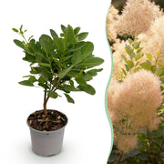 Cotinus coggyria Young Lady - Groen 1 Plant - Bladverliezend - Weinig Onderhoud - Pot 12cm Hoogte 35cm