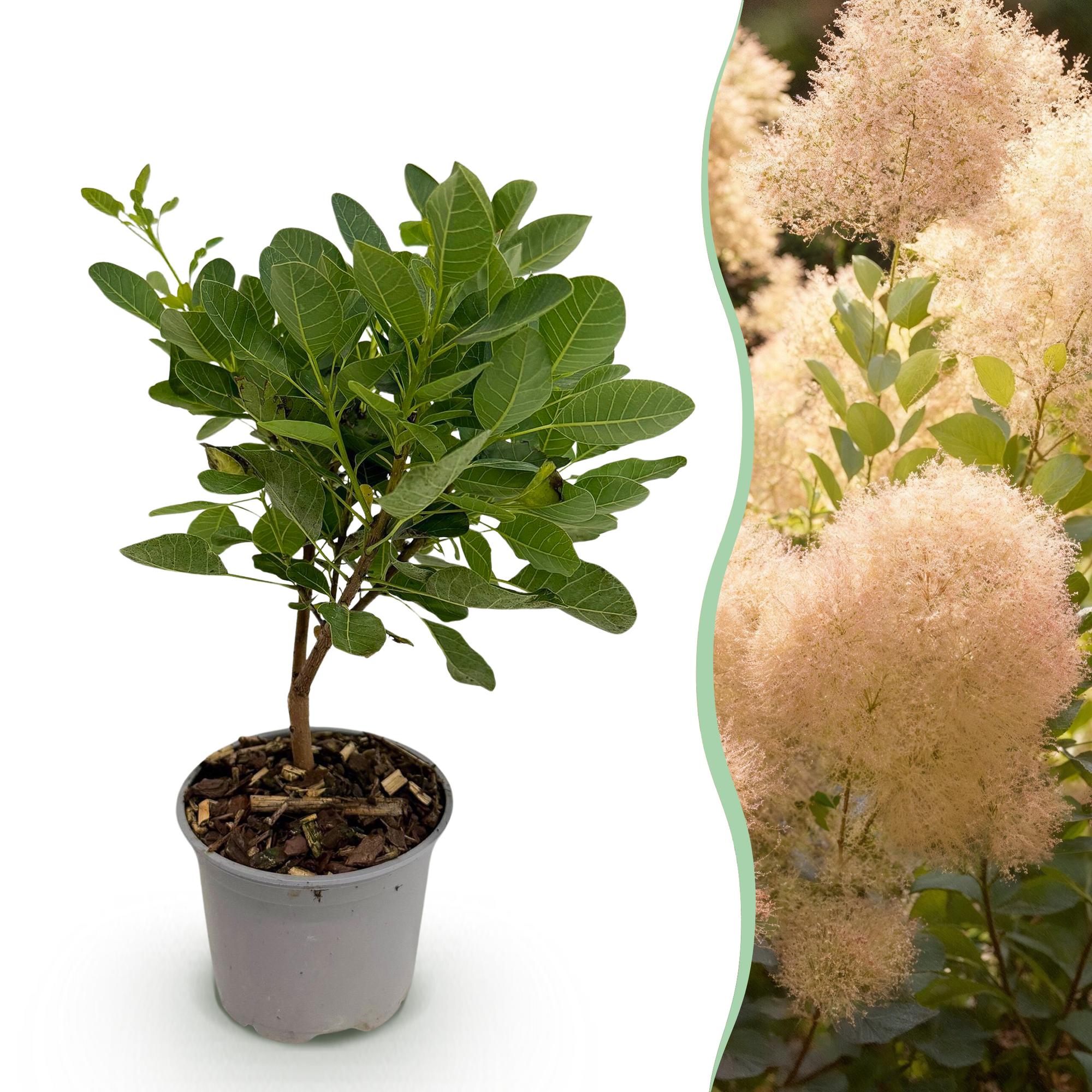 Cotinus coggyria Young Lady - Groen 1 Plant - Bladverliezend - Weinig Onderhoud - Pot 12cm Hoogte 35cm