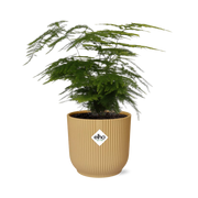 Asparagus Setaceus ‘Plumosus’ in ELHO Vibes Fold 14cm geel