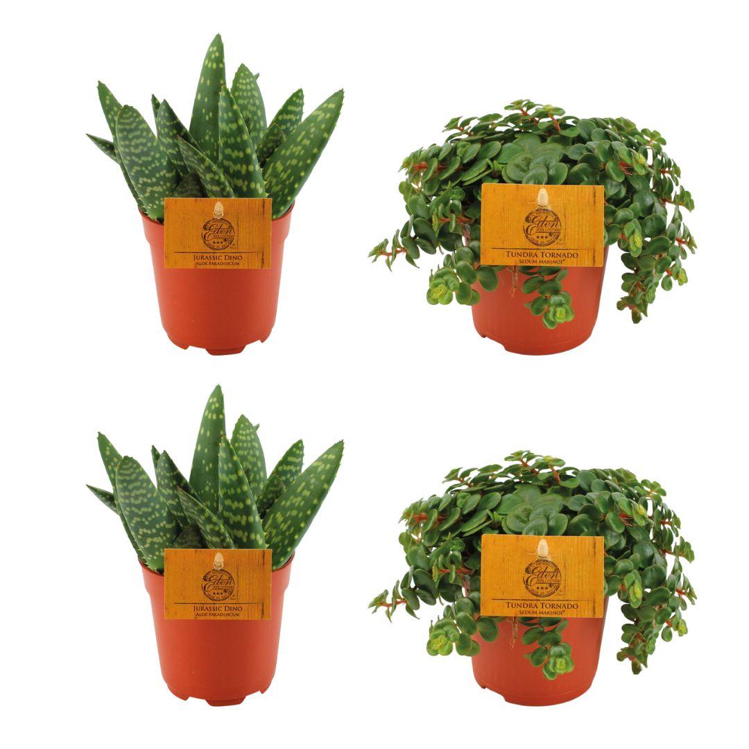 2 Aloe Paradisicum + 2 Sedum Tornado - 4 pièces - Ø 10,5 cm - ↕ 10 cm