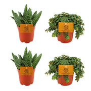 2 Aloe Paradisicum + 2 Sedum Tornado - 4 pièces - Ø 10,5 cm - ↕ 10 cm