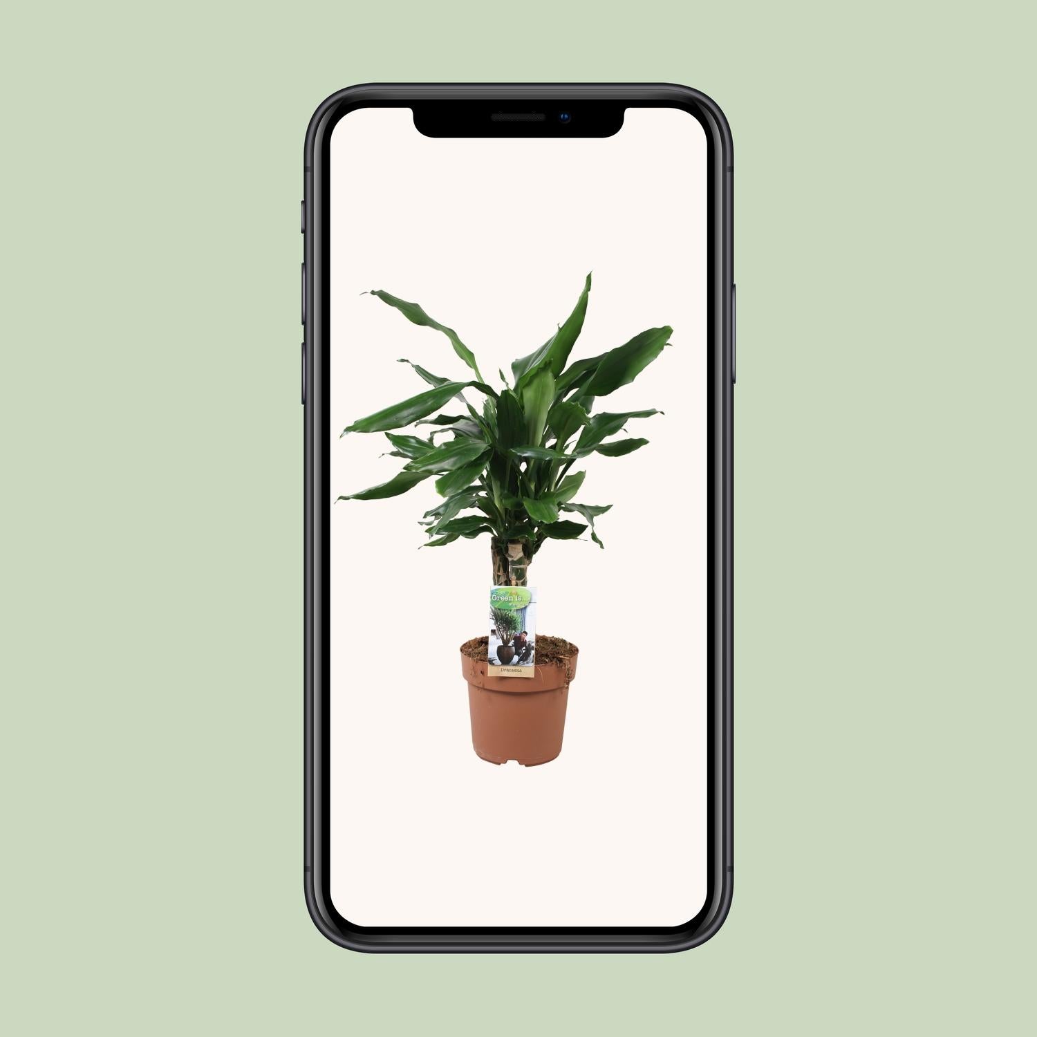 Dracaena Fagrans Steudneri Grün - Ø17cm - ↕55cm
