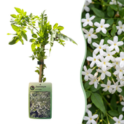 Jasminum officinale - Echte jasmijn 6x - Wit - Klimplant - Ø9cm - ↕35cm