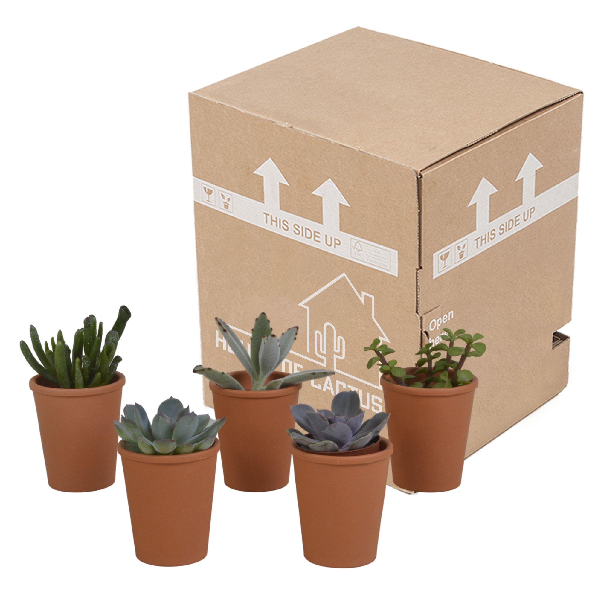 Succulent mix 5.5 cm - 5x - in terracotta pot