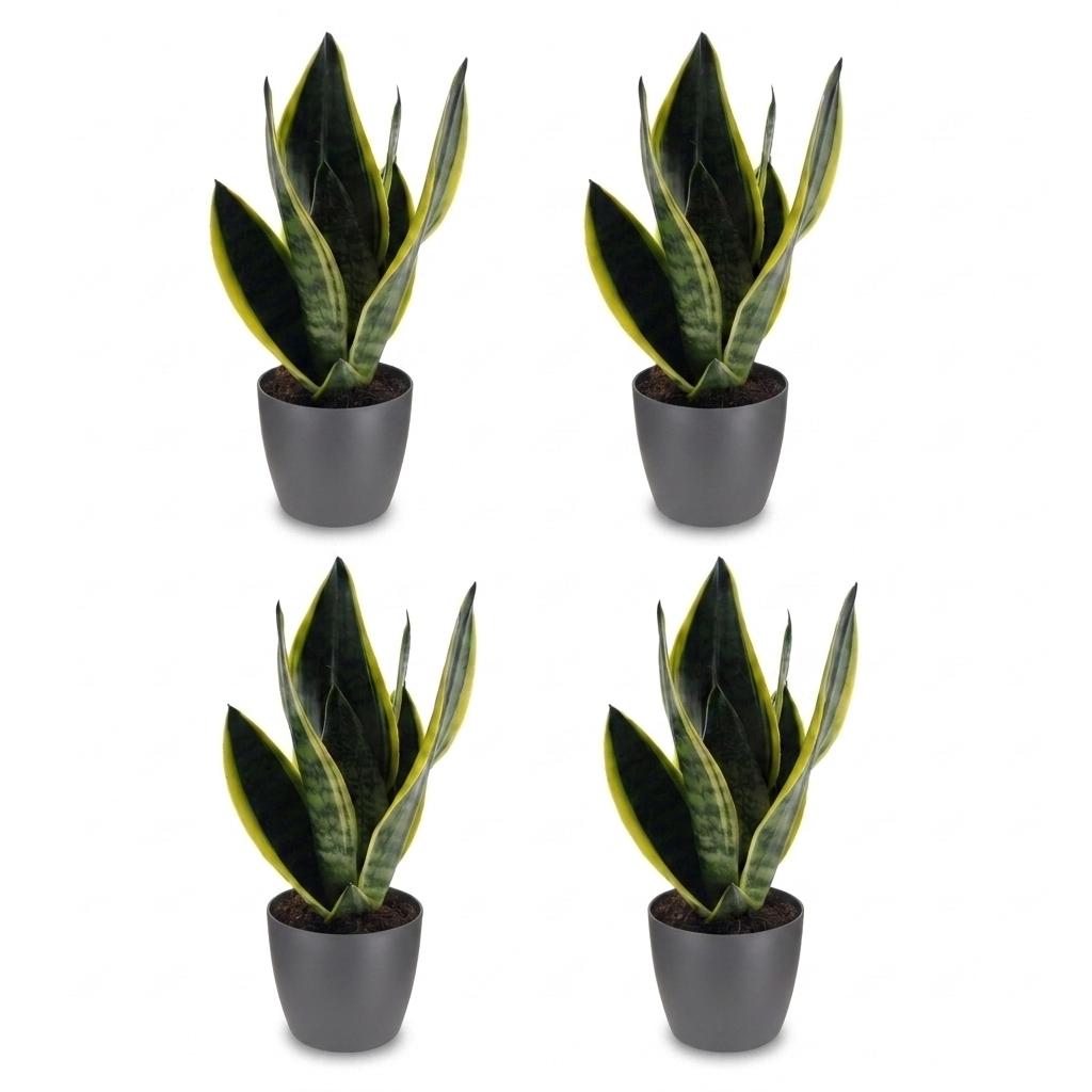 Sansevieria Future Superb - Vrouwentong - 4x - met Potter Grijs - Pot 12cm - Hoogte - 35cm