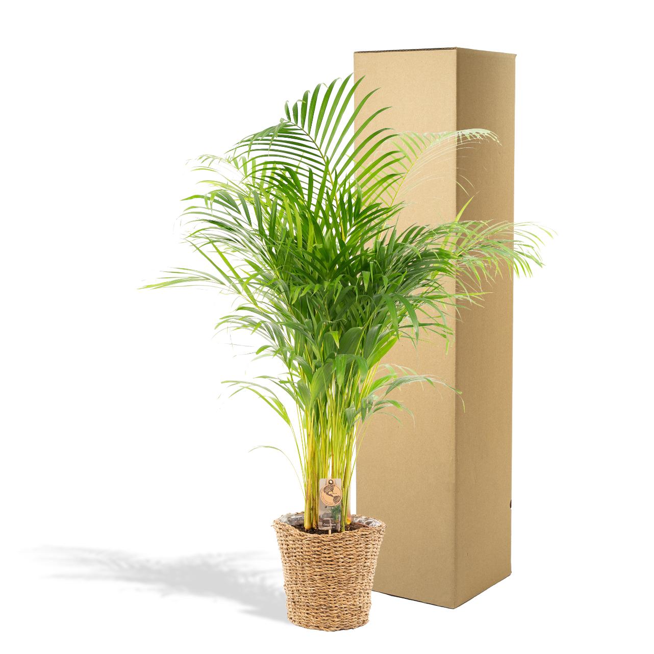Areca con cestino - ↨110cm -Ø21cm