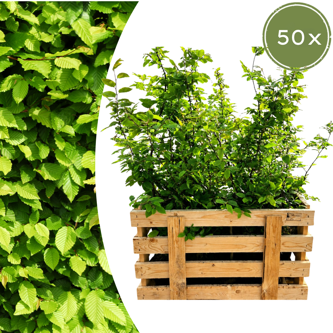 Carpinus Betulus ↕ 80-100 - Ø 19cm - 50x | Mini Pallet