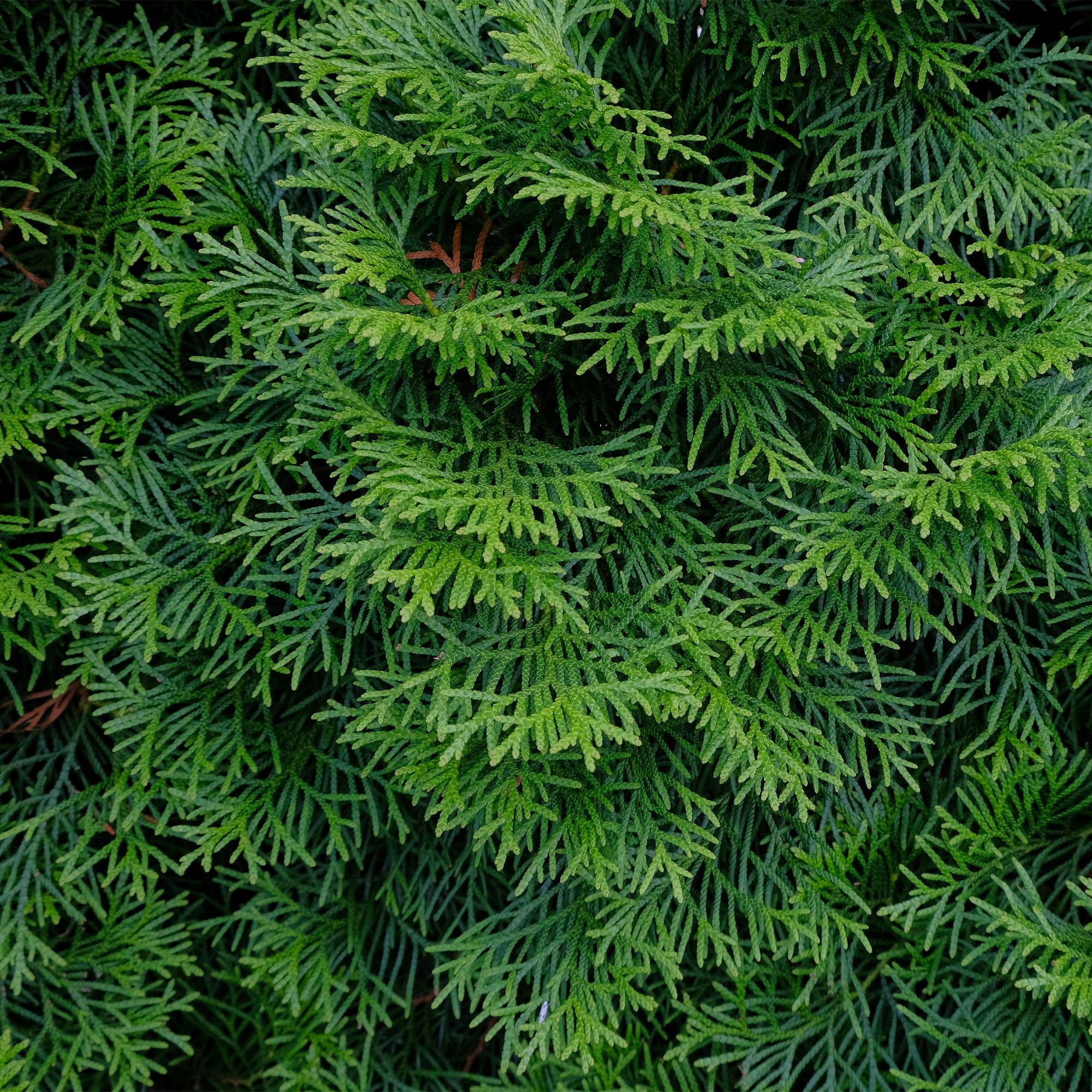 Green boutiQ - Heckenpflanzen - Thuja occidentalis Smaragd - Blatt grün - 6 Pflanzen - 1 laufender Meter - immergrün - Topf 17cm Höhe 60cm