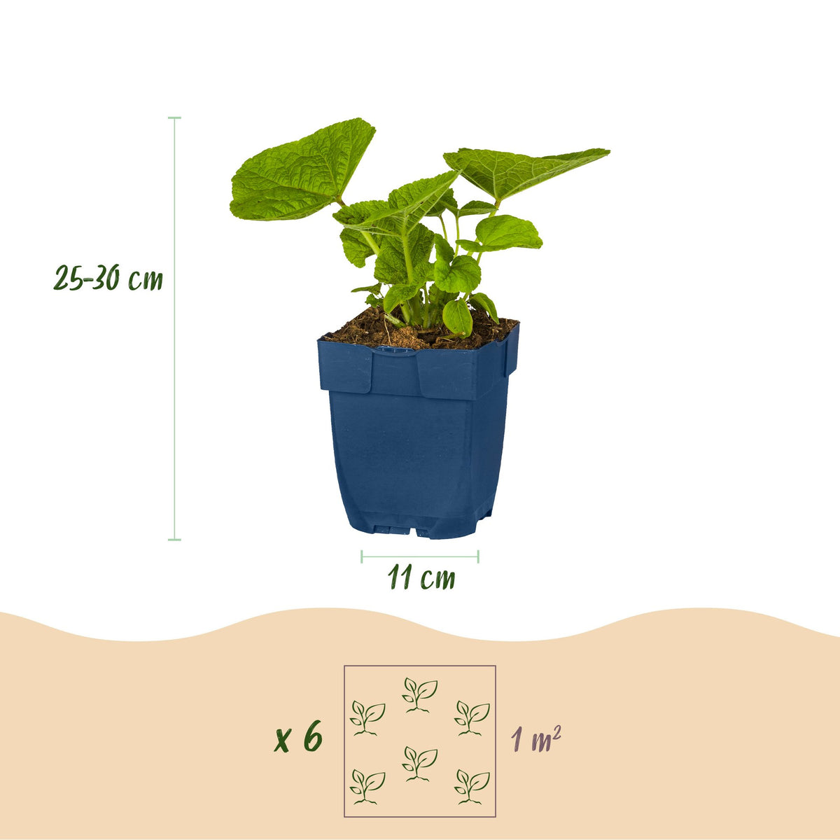 Borderpakket - Wit - Diversen - Soorten en kleuren - 12 Planten - Pot 11cm - Hoogte 15-25cm