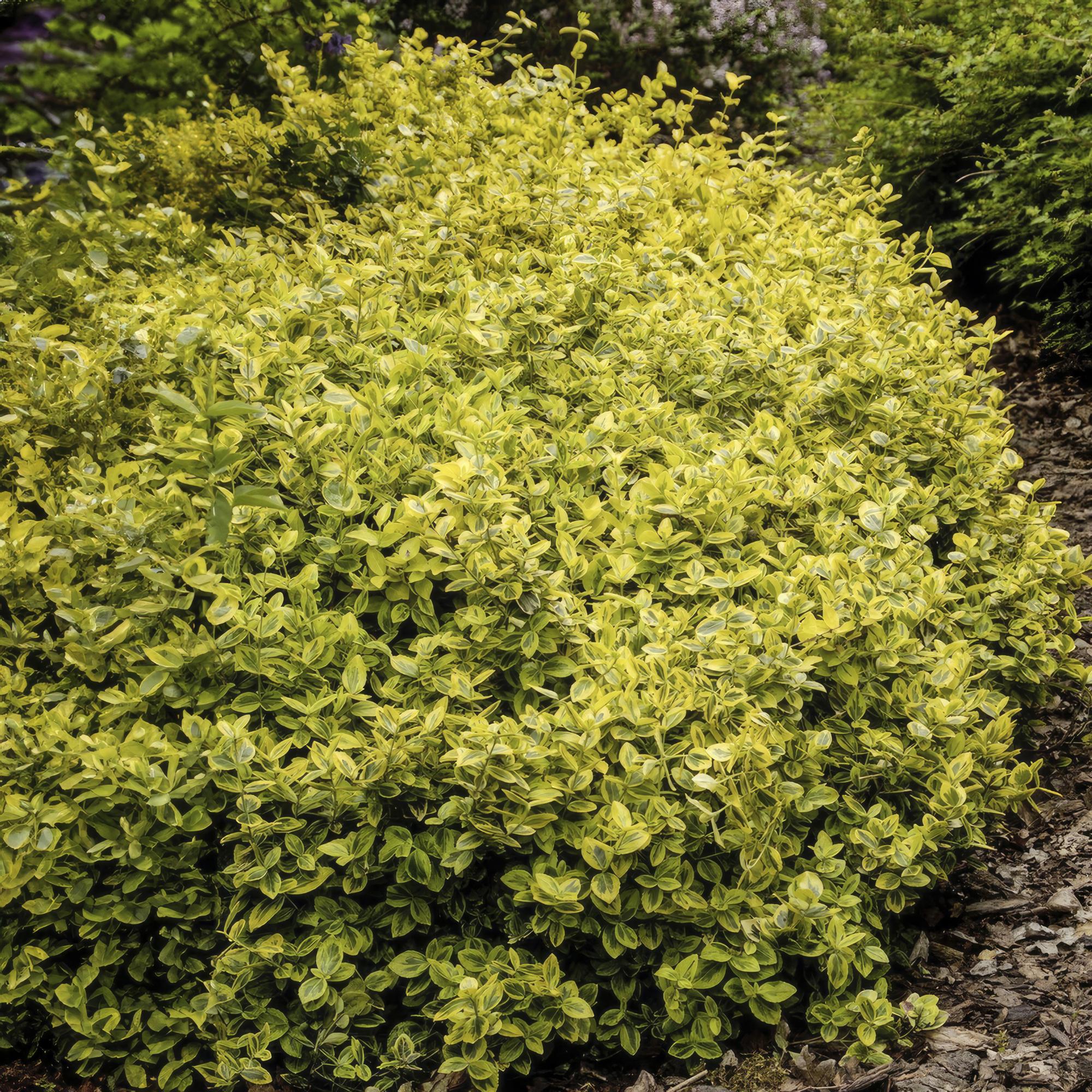 60x Euonymus fort. 'Emerald 'n Gold' - ↕10-25cm - Ø9cm