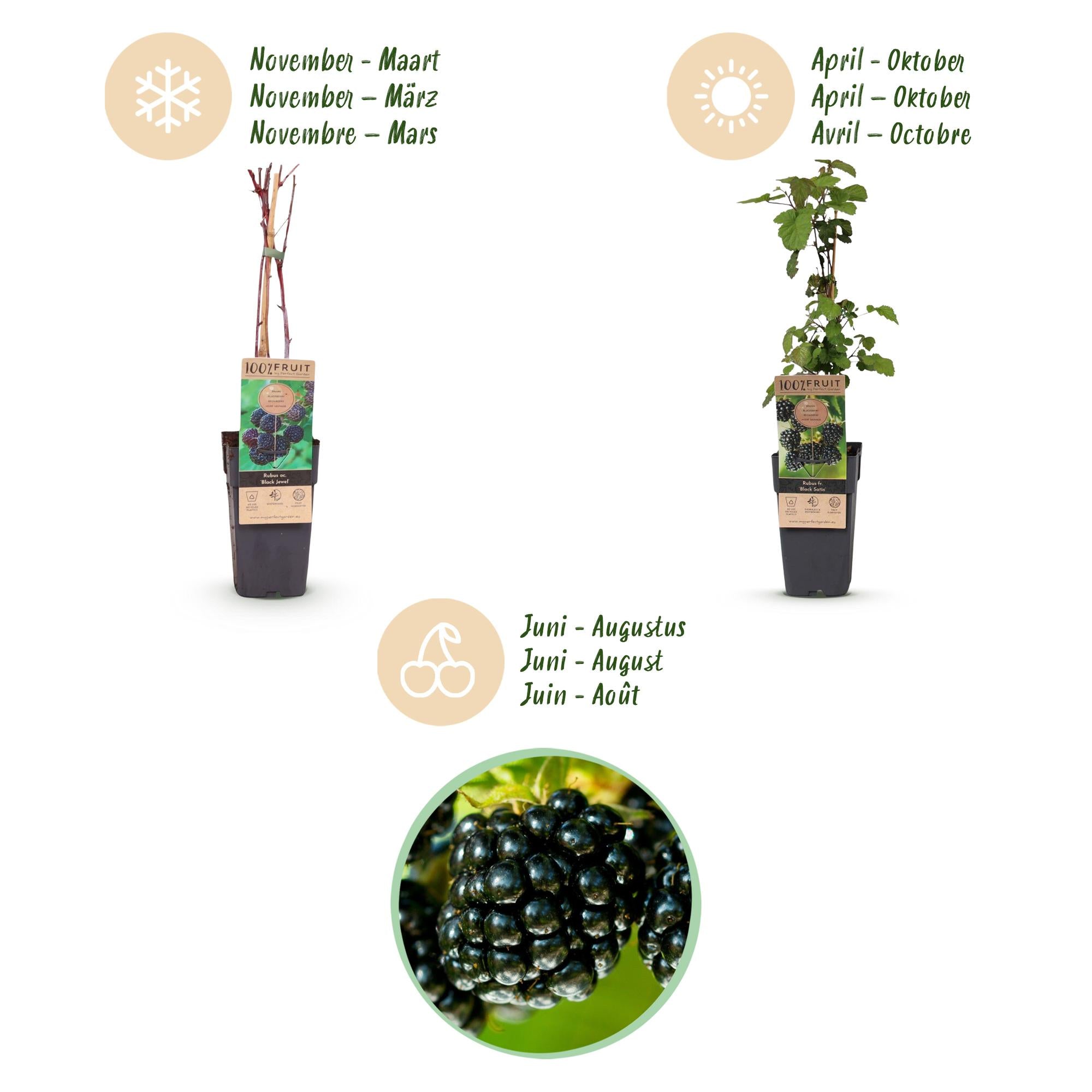 Rubus fruticosus Black Satin - Bramenplant - Winterhard - Zwarte Braam - 2 Planten - Pot 15cm - Hoogte 50cm