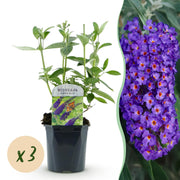 Buddleja davidii Empire Blue - Vlinderstruik - Winterhard - Blauw - 3 Planten - Pot 17cm - Hoogte 45cm