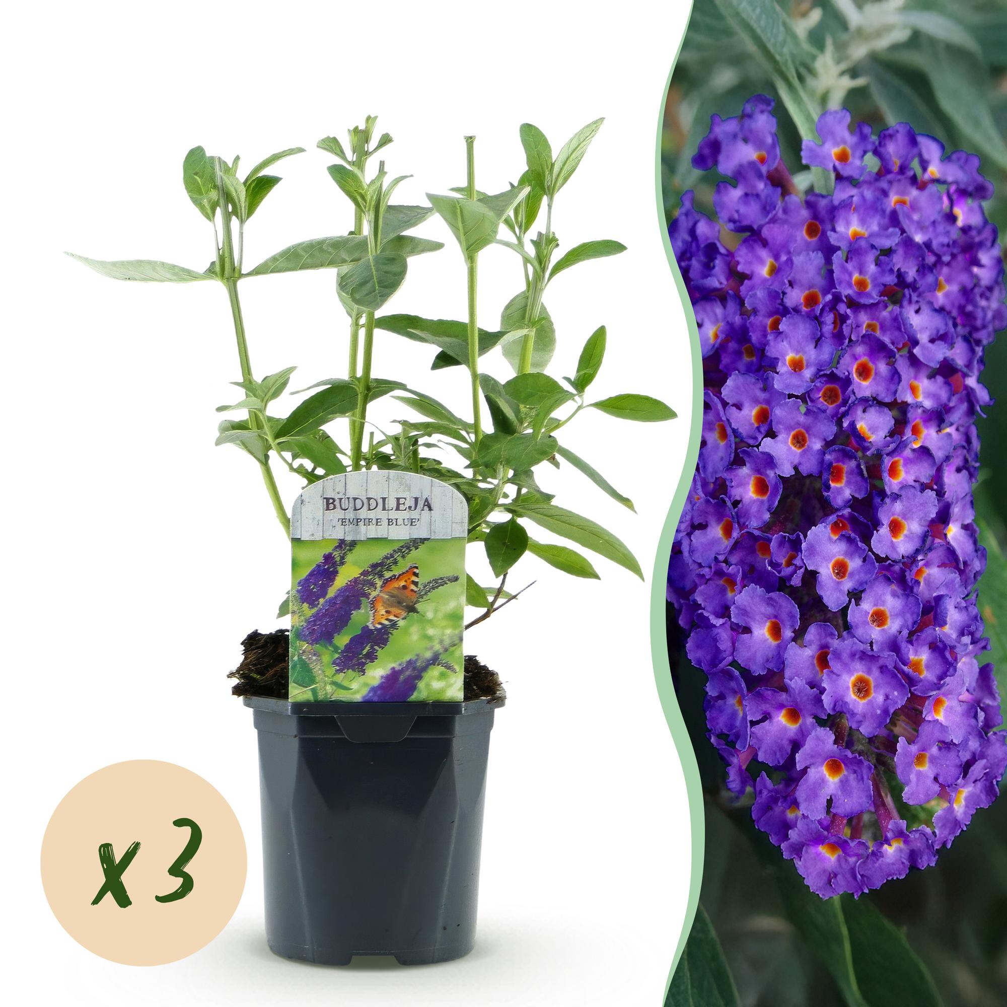 Buddleja davidii Empire Blue - Vlinderstruik - Winterhard - Blauw - 3 Planten - Pot 17cm - Hoogte 45cm