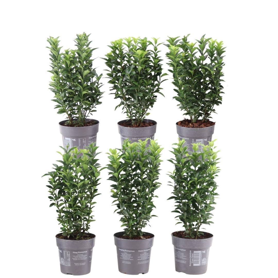 Plants by Frank - 1 meter Green Cardinal's Hat hedge - Euonymus japonicus 'Green Spire' - Set of 6 winter-hardy hedge plants - Evergreen hedge - Freshly delivered from the nursery