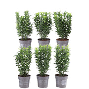 Plants by Frank - 1 meter Green Cardinal's Hat hedge - Euonymus japonicus 'Green Spire' - Set of 6 winter-hardy hedge plants - Evergreen hedge - Freshly delivered from the nursery