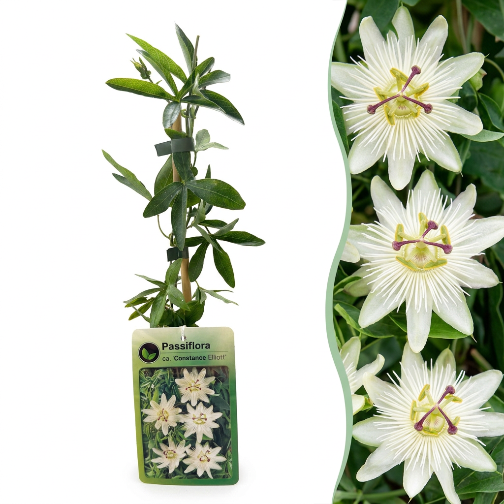 Passiflora ca. 'Constance Elliott' - Passiebloem 'Constance Elliott' - Wit - Klimplant - Ø9cm - ↕35cm