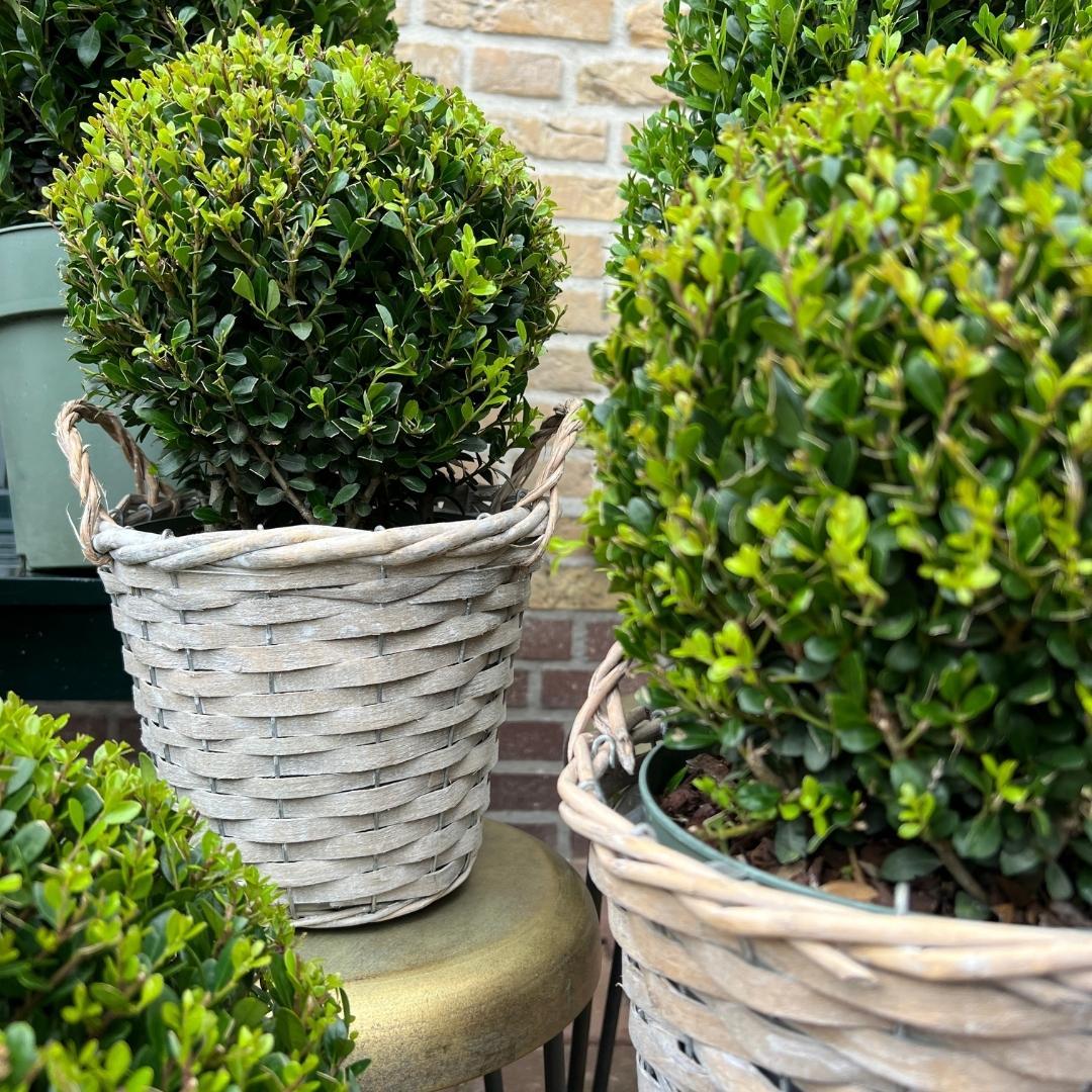 2 bulbos de Ilex crenata 'Jenny' en cesta de mimbre | Juego de 2 | 20 cm de diámetro