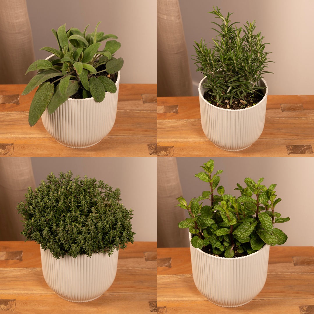 AKTION – Gartenkräutermischung – 4 Stück – Ø 14 cm – ↕ 18 cm
