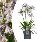 Agapanthus 'Fireworks'  23cm