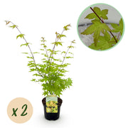 Green boutiQ - Pianta da patio - Acero giapponese - Acer palmatum Summergold - Giallo - 2 piante - Decidua - Vaso 19 cm Altezza 70 cm