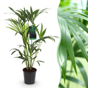 Howea Forsteriana - Kentia Palm - Weinig Onderhoud - Groen - 1 plant - Pot 19cm - Hoogte 80-85cm