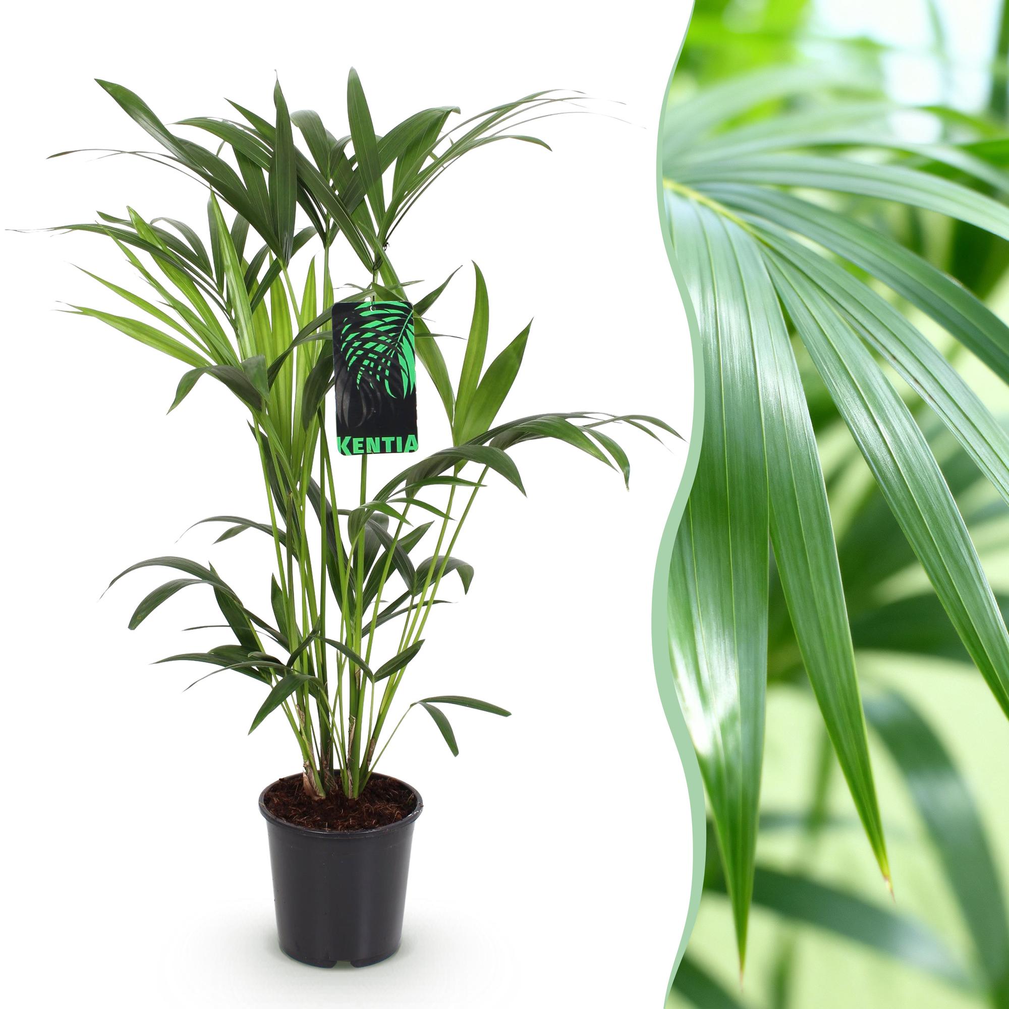 Howea Forsteriana - Kentia Palm - Weinig Onderhoud - Groen - 1 plant - Pot 19cm - Hoogte 80-85cm