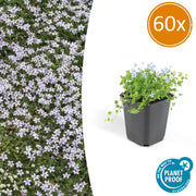 60x Isotoma fluviatilis - ↕10-25cm - Ø9cm