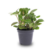 Fittonia Joly Josan - Rosso e verde - Pianta a mosaico - vaso misura 8