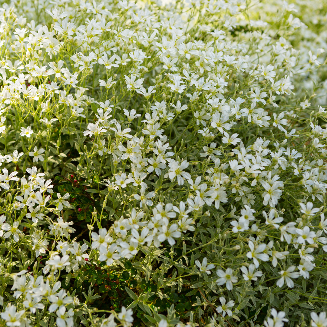 6x Cerastium tomentosum - ↕10-25cm - Ø9cm