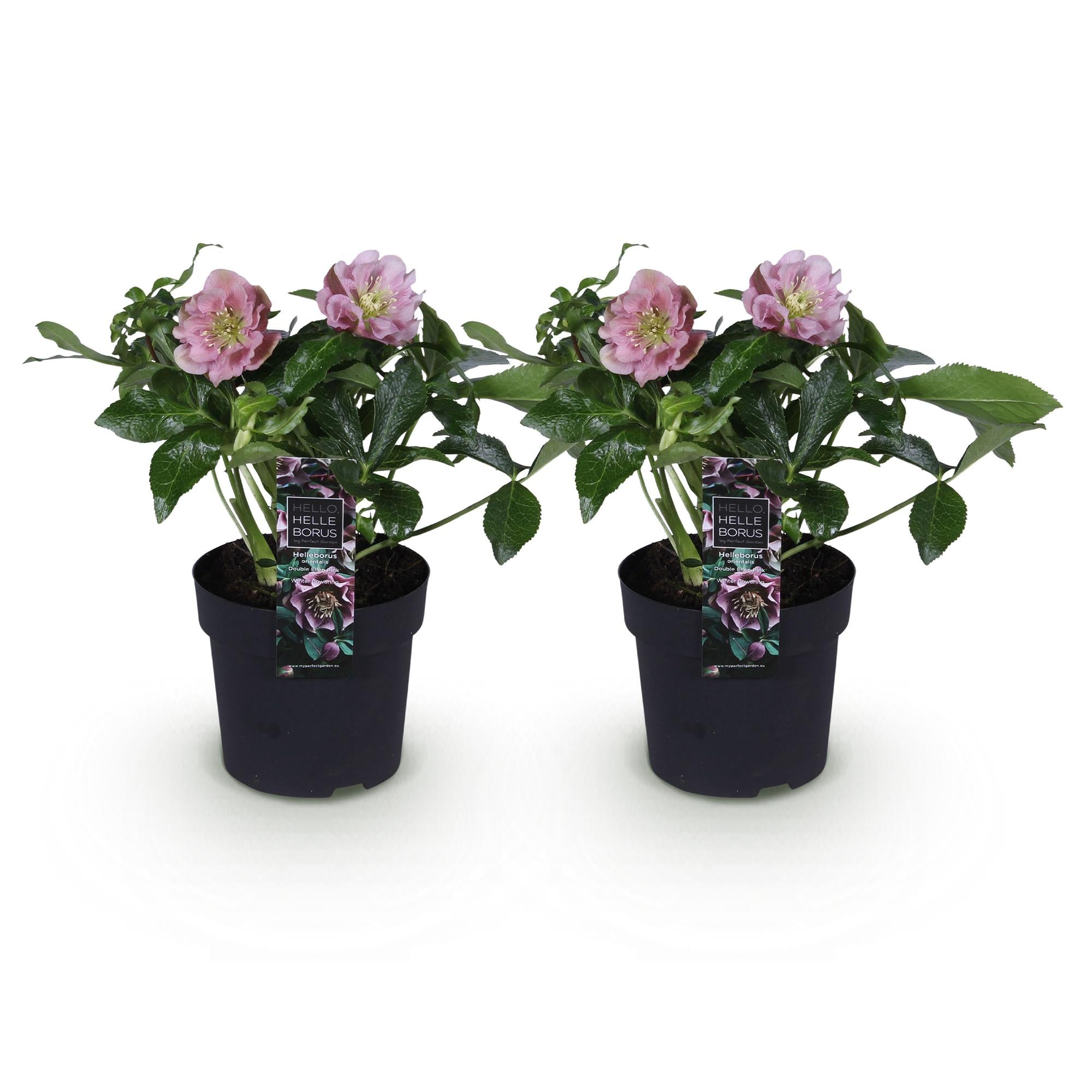 Lenten Rose - Helleborus orientalis Double Ellen Pink - Roze Bloem -2 Planten - Groenblijvend - Pot 14cm Hoogte 35cm